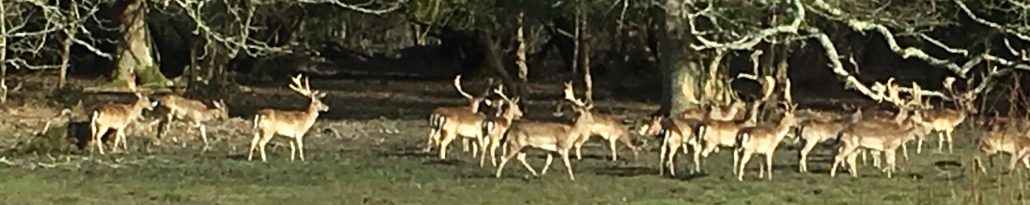 Deer at the Hampshire Wedding Festival